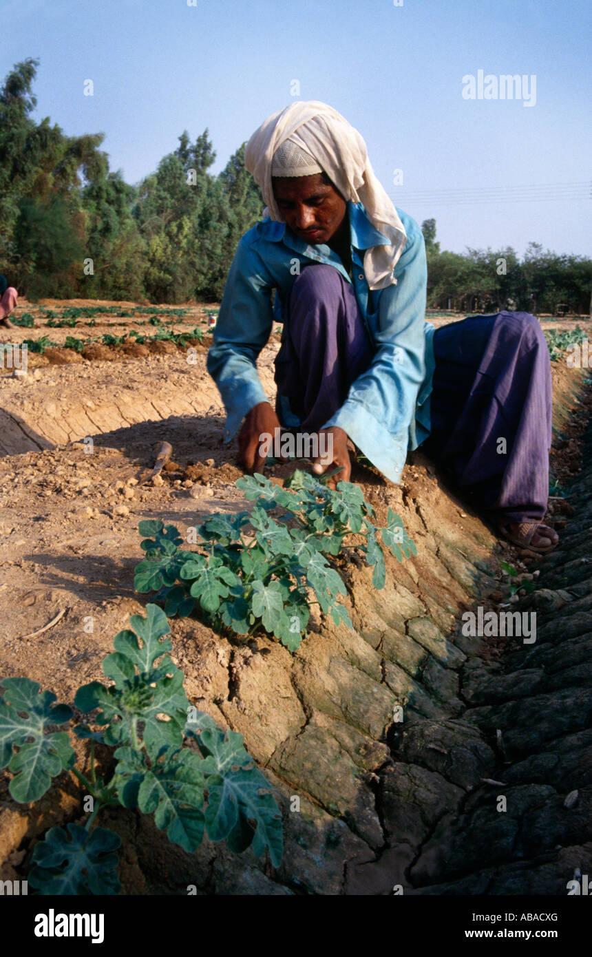 Dubai EMIRATI ARABI fattoria sperimentale uomo tendendo le colture Foto Stock