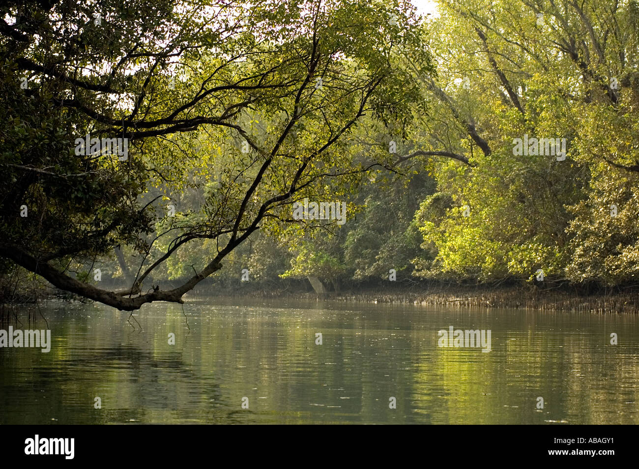Sunderban foreste di mangrovie in Kotka Bangladesh Foto Stock