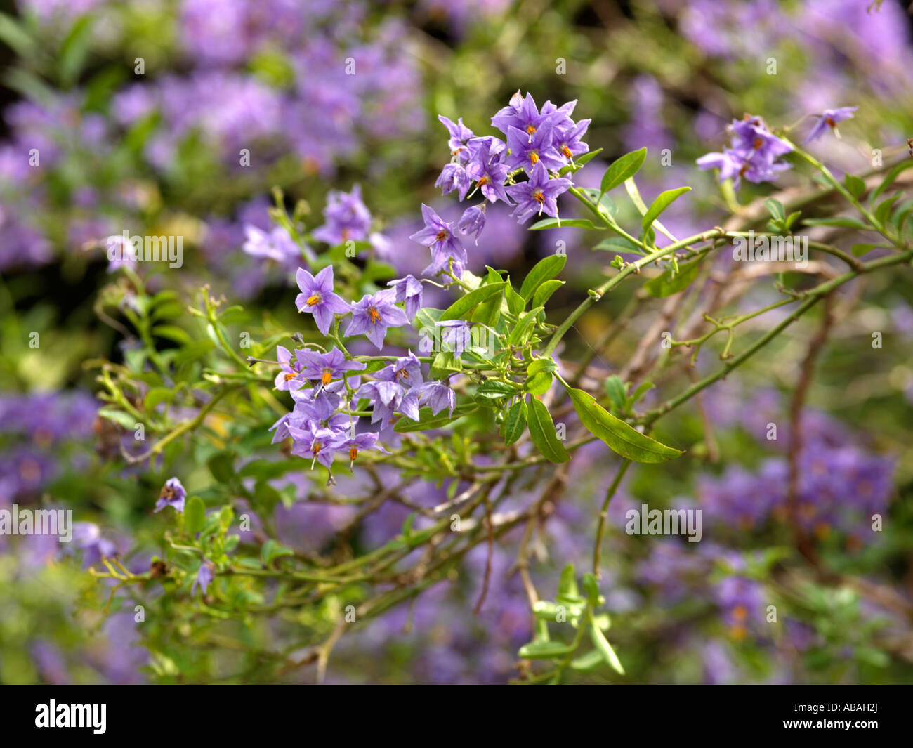 Solanum Crispum Glasnevin patata cilena vite rampicante colore malva Foto Stock