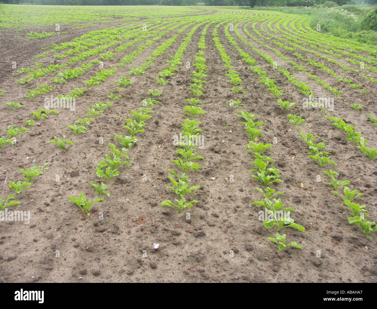 I giovani di barbabietole da zucchero piantine Suffolk in Inghilterra Foto Stock