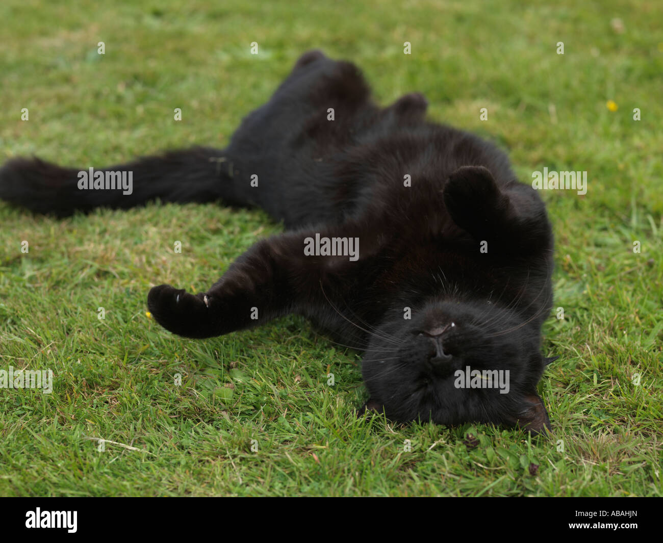 Gatto nero il rotolamento sull'erba Foto Stock