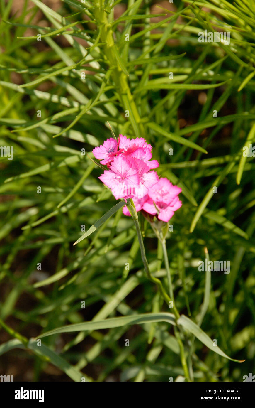Clusterhead erba rosa Foto Stock