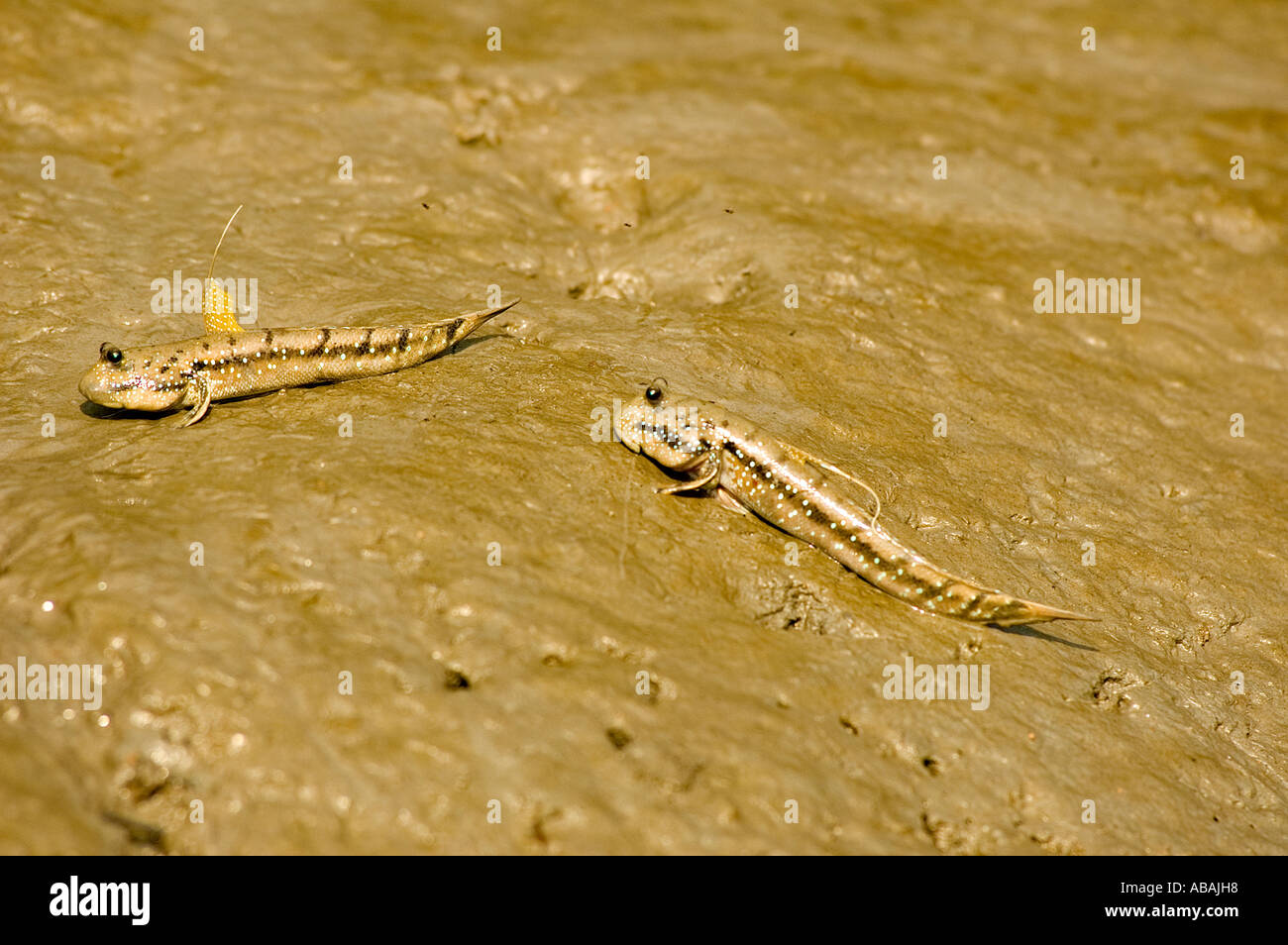 Il fango skippers lungo le rive dei fiumi in Sunderbans . Foto Stock