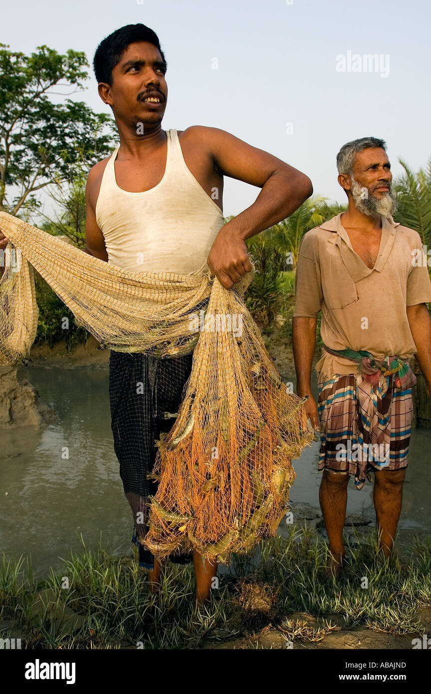 La raccolta di gamberi in un allevamento di gamberetti nel fiume Shibsha , Bangladesh . Foto Stock