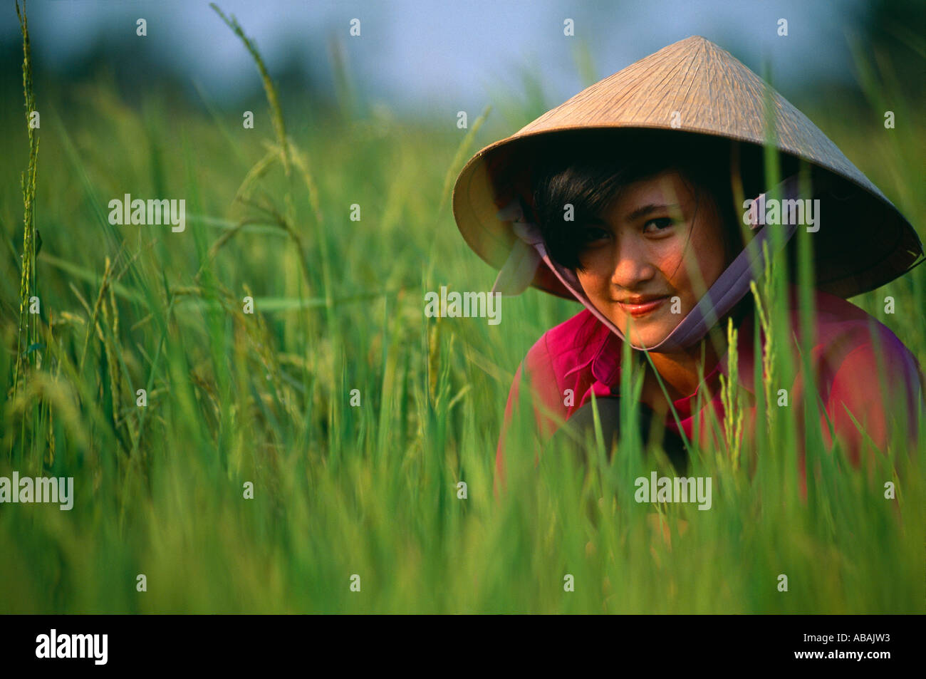 Donna che lavorano nelle risaie del Delta del Mekong ben tre Provincia del Vietnam Foto Stock