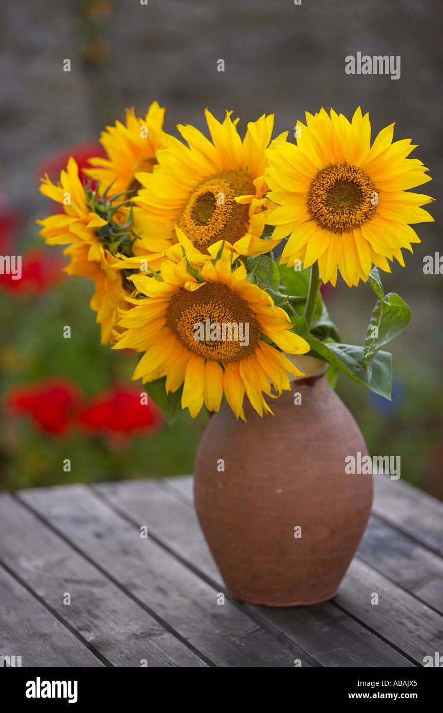 Girasoli in un vaso in un giardino di Dorset England Regno Unito Foto Stock
