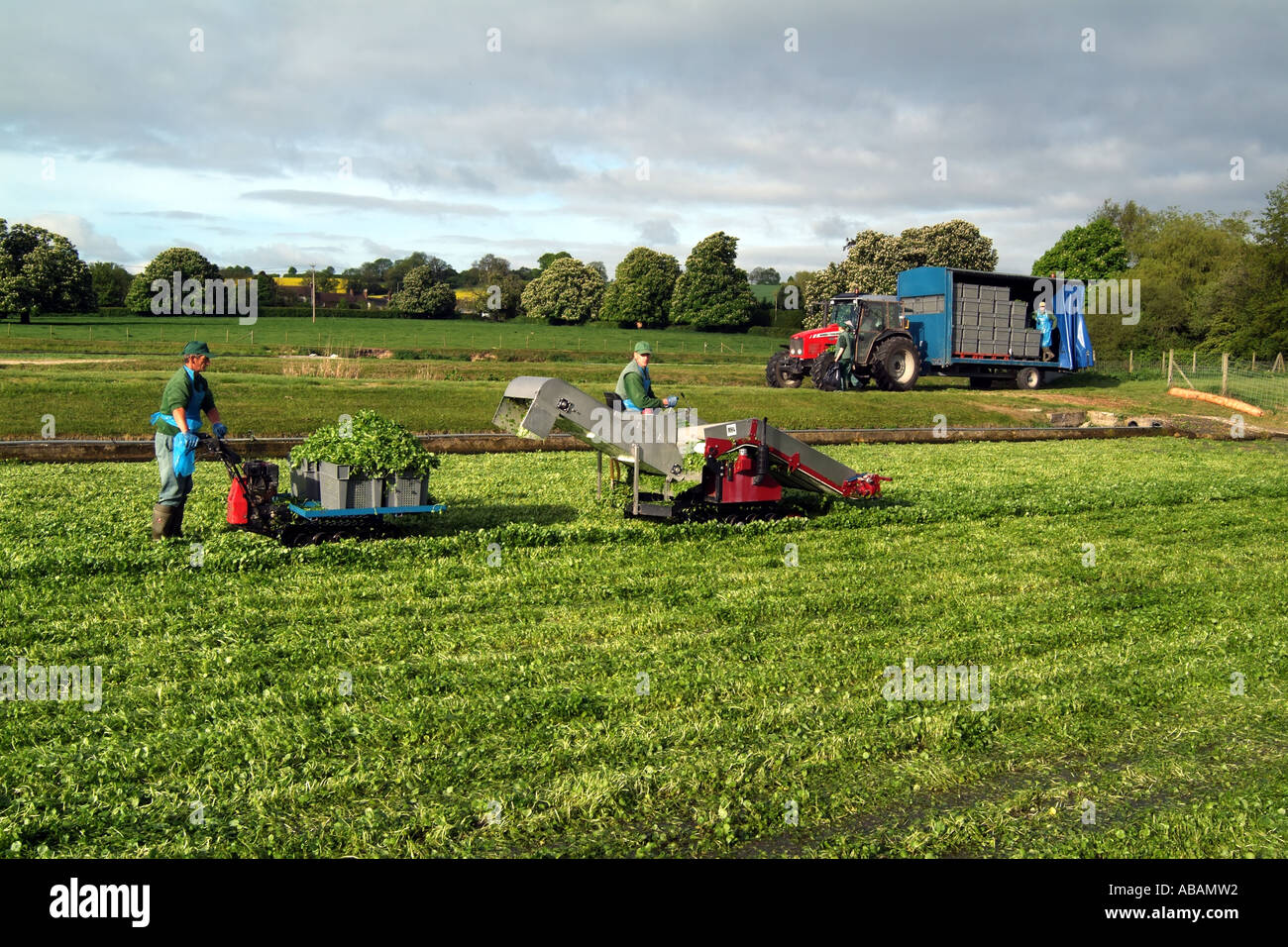 Agricoltura di crescione. Harvester lavorando su letti di cress in Hampshire Inghilterra meridionale Uunited Unito Regno Unito Foto Stock