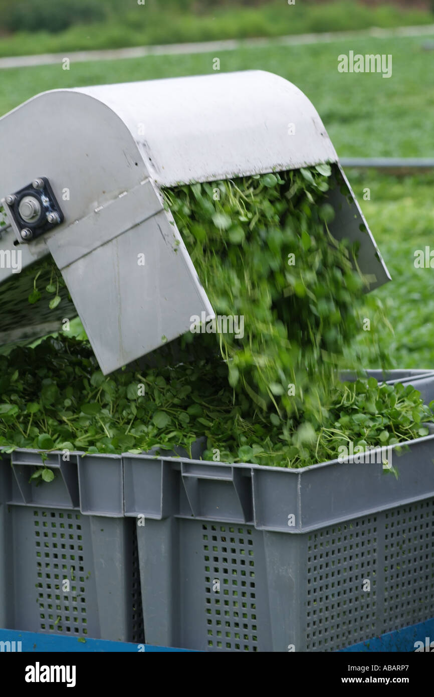 Il crescione tagliato di fresco raccolte e caricate in contenitori pronti per il confezionamento. Alresford Hampshire Southern England Regno Unito Foto Stock