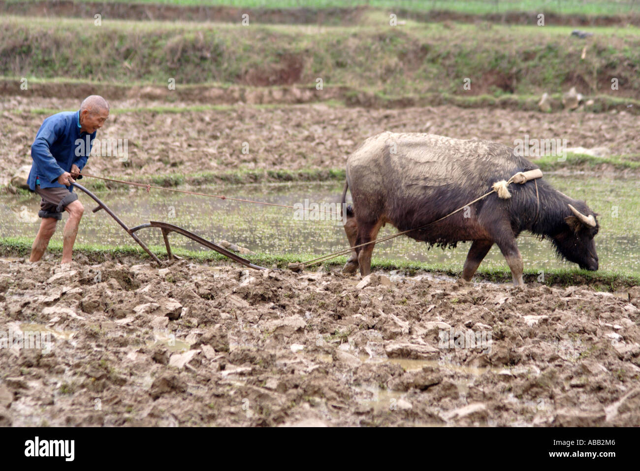 Cinese riso contadina agricoltore e il bufalo d'acqua arare il suo campo, Yangshuo, Cina Foto Stock