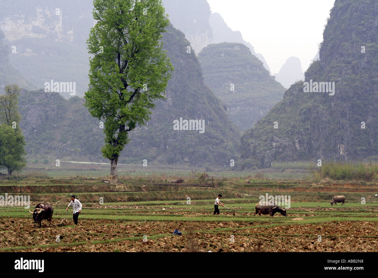 Cinese riso contadina agricoltore e il bufalo d'acqua arare il suo campo, Yangshuo, Cina Foto Stock