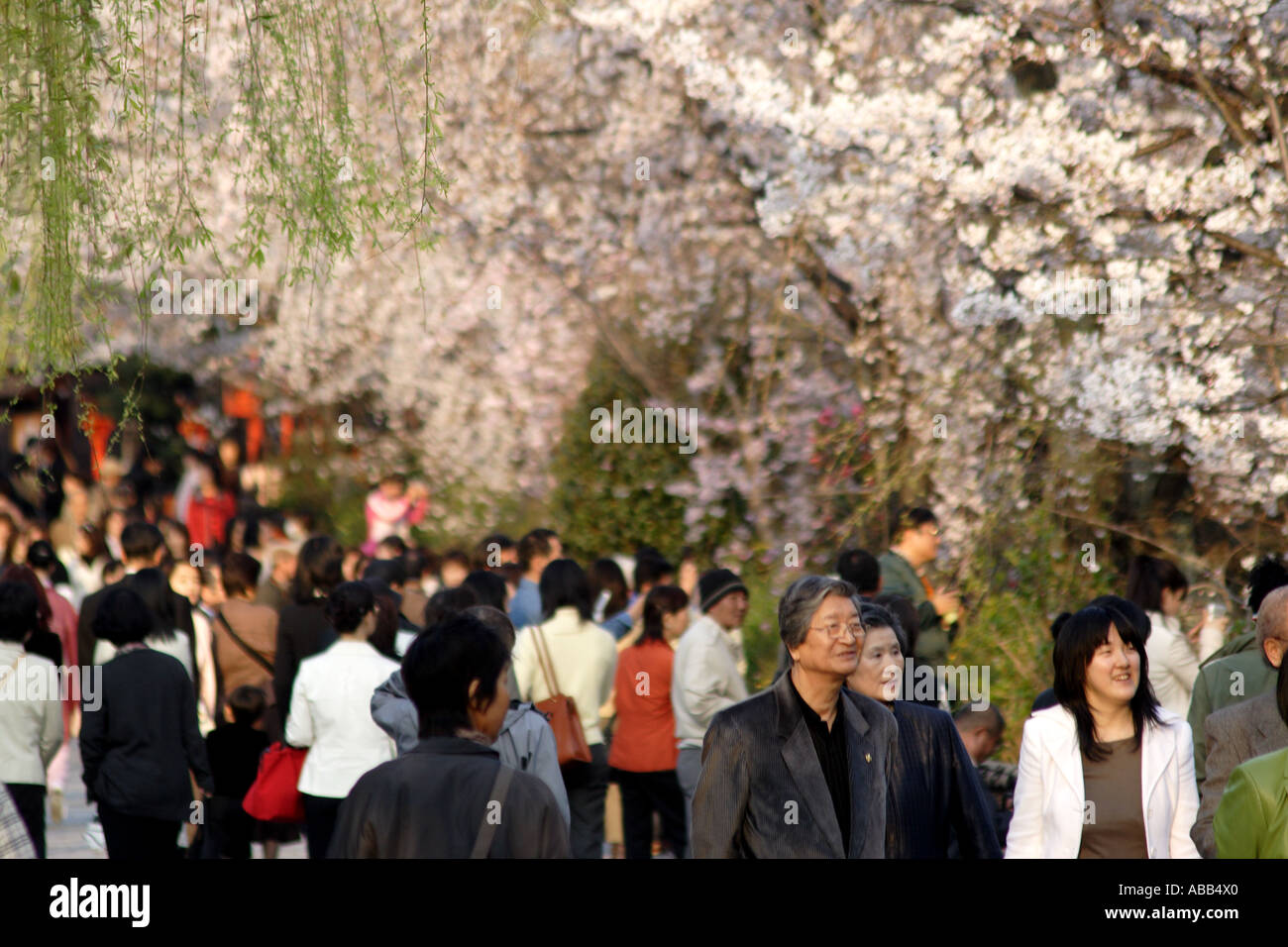 Crowds of People Walking Along the Shirakawa River in Gion During Cherry Blossom Season, Kyoto, Japan Foto Stock