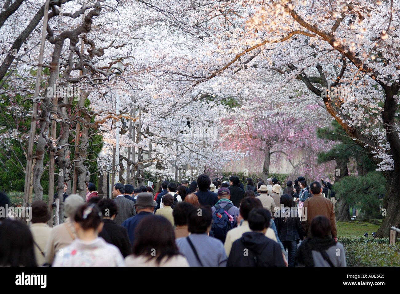 Inside Nijo Castle at Sunset During Cherry Blossom Season, Kyoto, Japan Foto Stock