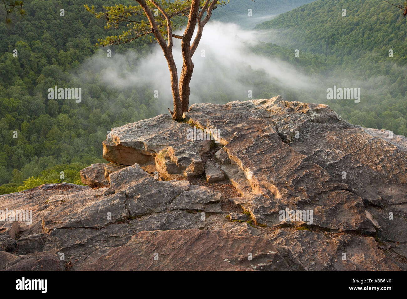 Twisted pine tree sul promontorio roccioso affacciato sulla valle di nebbia al sunrise Raven s punto Fiery ventriglio Sud Cumberland ricreazione sono Foto Stock