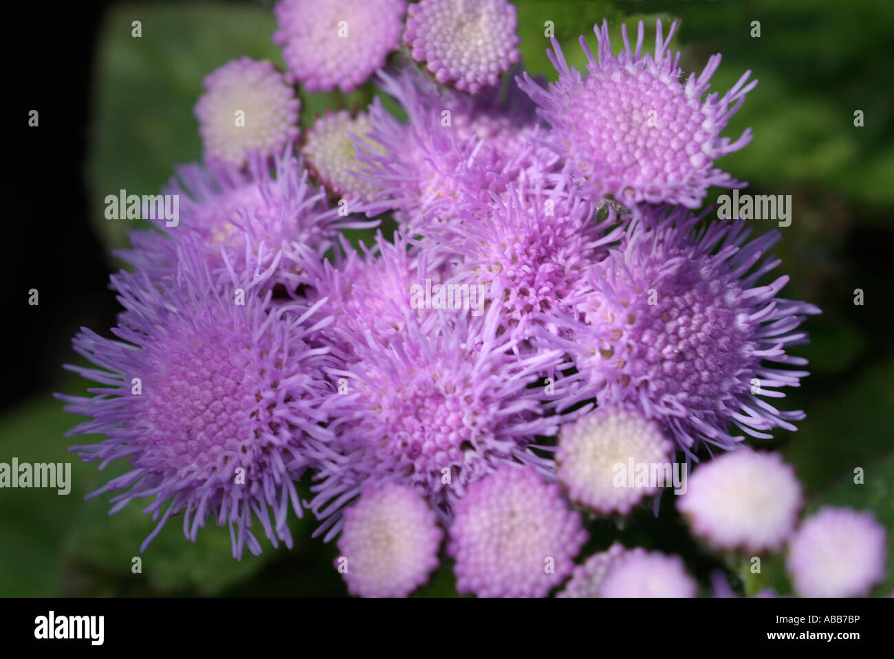 Ageratum metà hardy fioritura annuale botanica macro close close-up di fiori closeup bract antera stame petalo flowerhead impianto di biancheria da letto Foto Stock