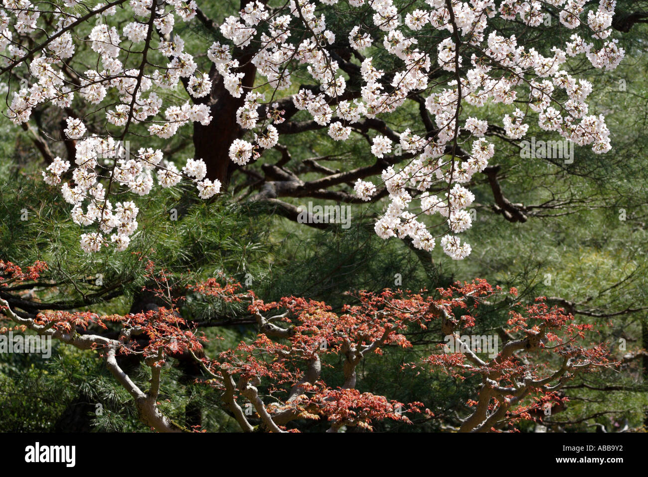 Cherry Blossoms in Shin-en Garden inside Heian Shrine, Kyoto, Japan Foto Stock