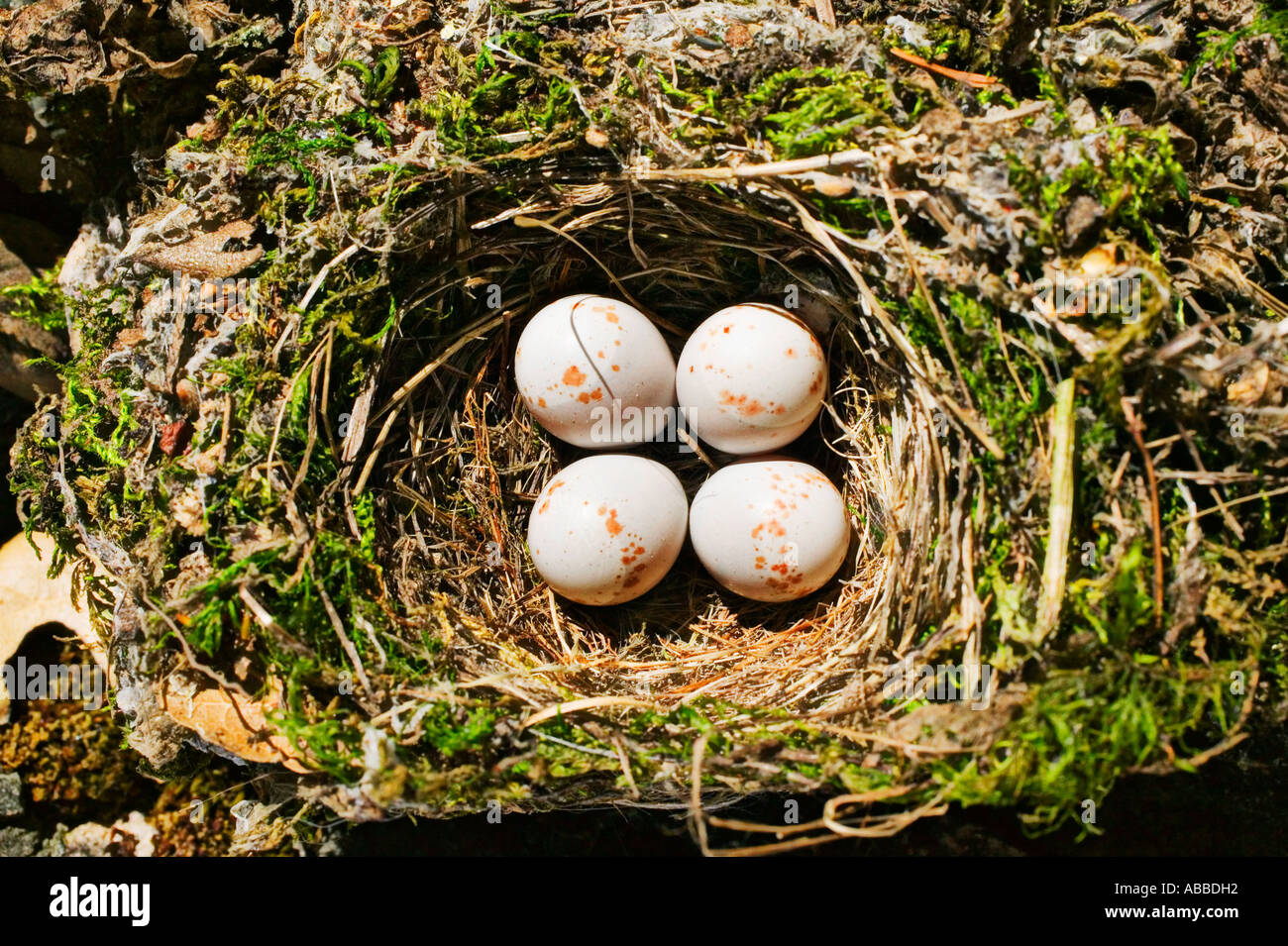 Flycatcher uova nel nido Foto Stock