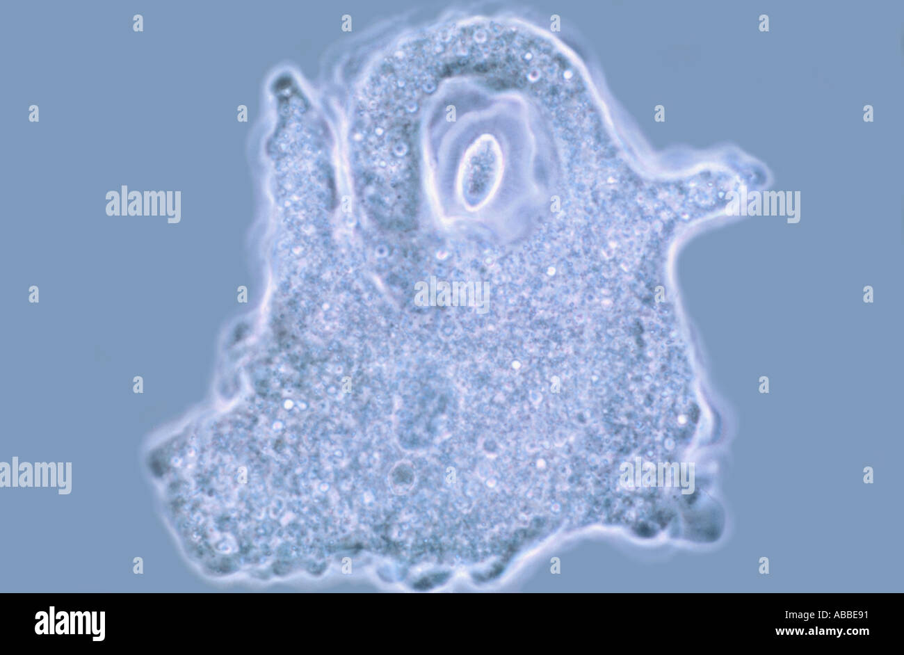 Amoeba proteus vivente vacuolo contrattile formazione a contrasto di fase HFW Flash 350um Foto Stock