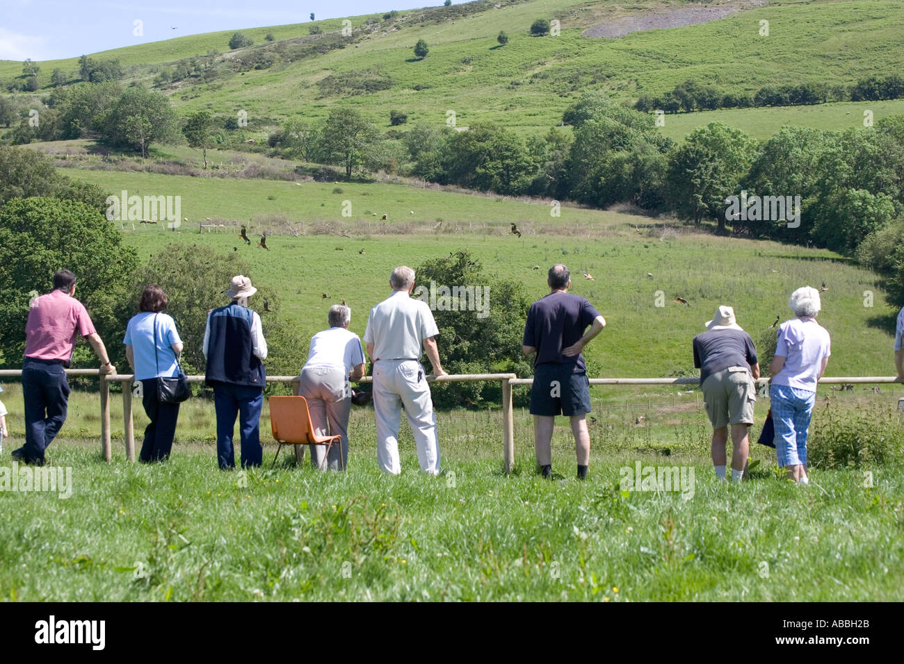 Ai visitatori la visione di Red kites al sito di alimentazione Gigrin Farm Rhayader Powys Galles Centrale Foto Stock