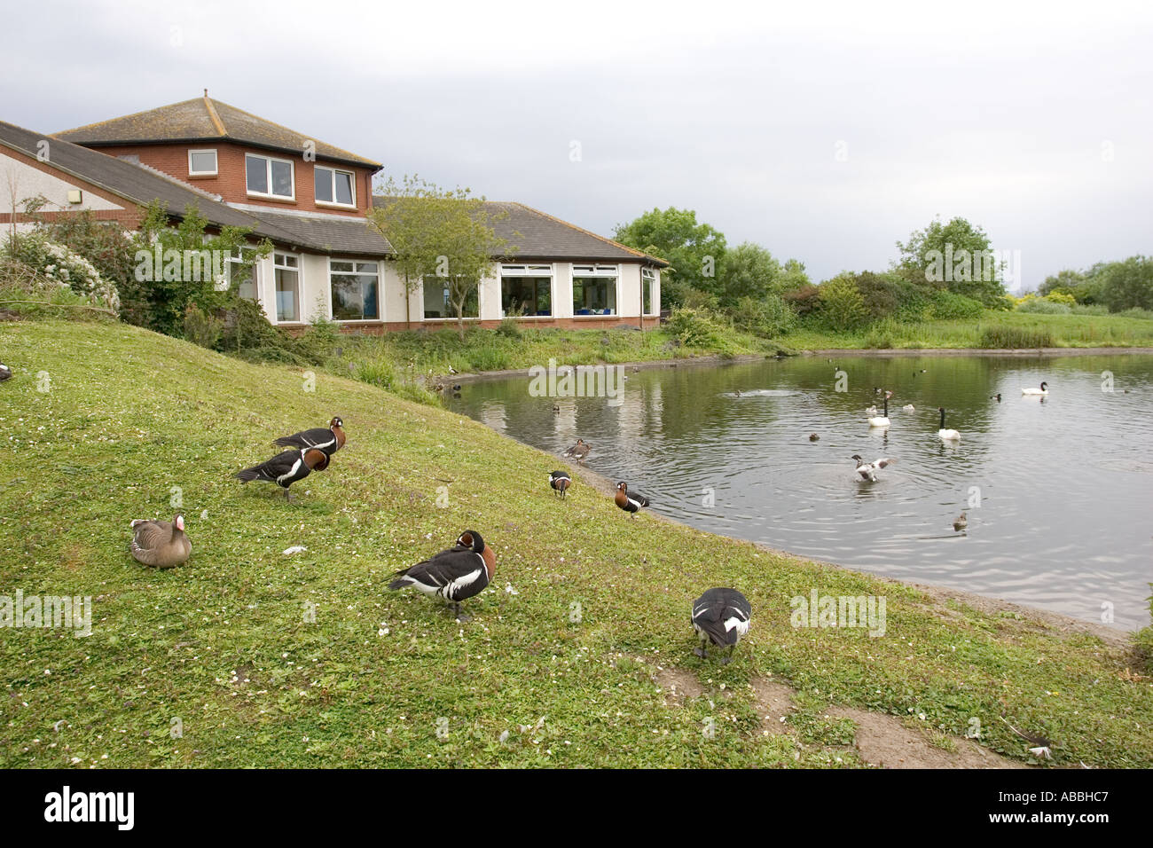 Wildfowl a livello nazionale Wetland Centre Llanelli Wales UK Foto Stock