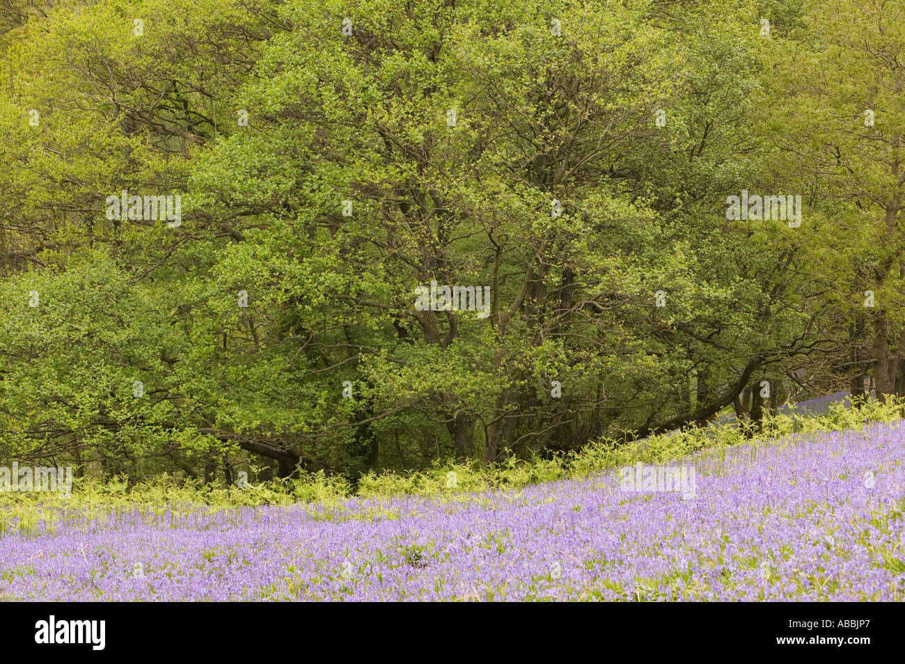 Un tappeto di bluebells a rydal, Lake District, REGNO UNITO Foto Stock