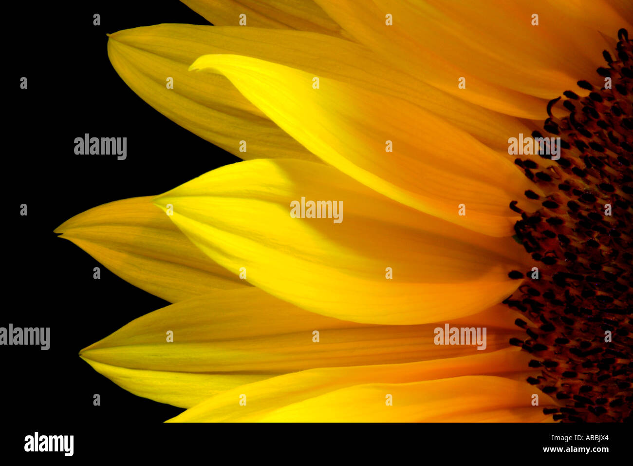 Girasole Foto Stock