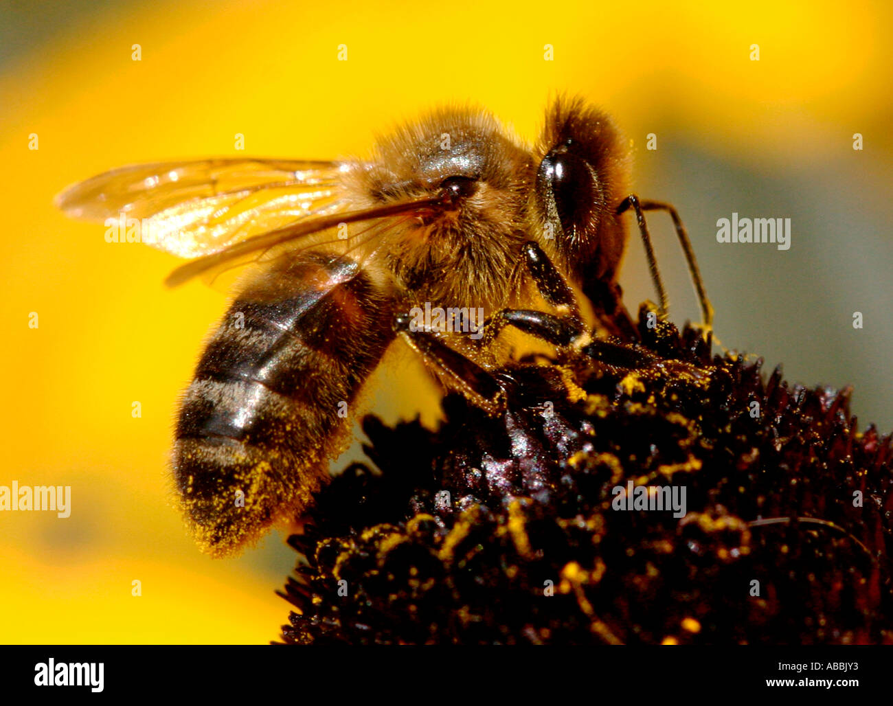 Il miele delle api sul fiore Rudbeckia Foto Stock