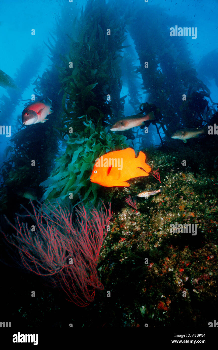 Giant kelp Macrocystis pyrifera attribuisce al fondo roccioso e cresce in una tettoia sulla superficie della foresta di kelp è sede di centinaia di animali California Oceano Pacifico Foto Stock