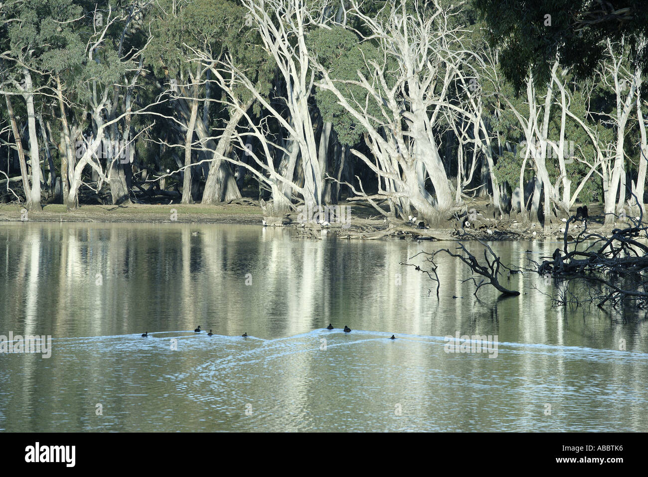 Billabong nel tardo pomeriggio Foto Stock