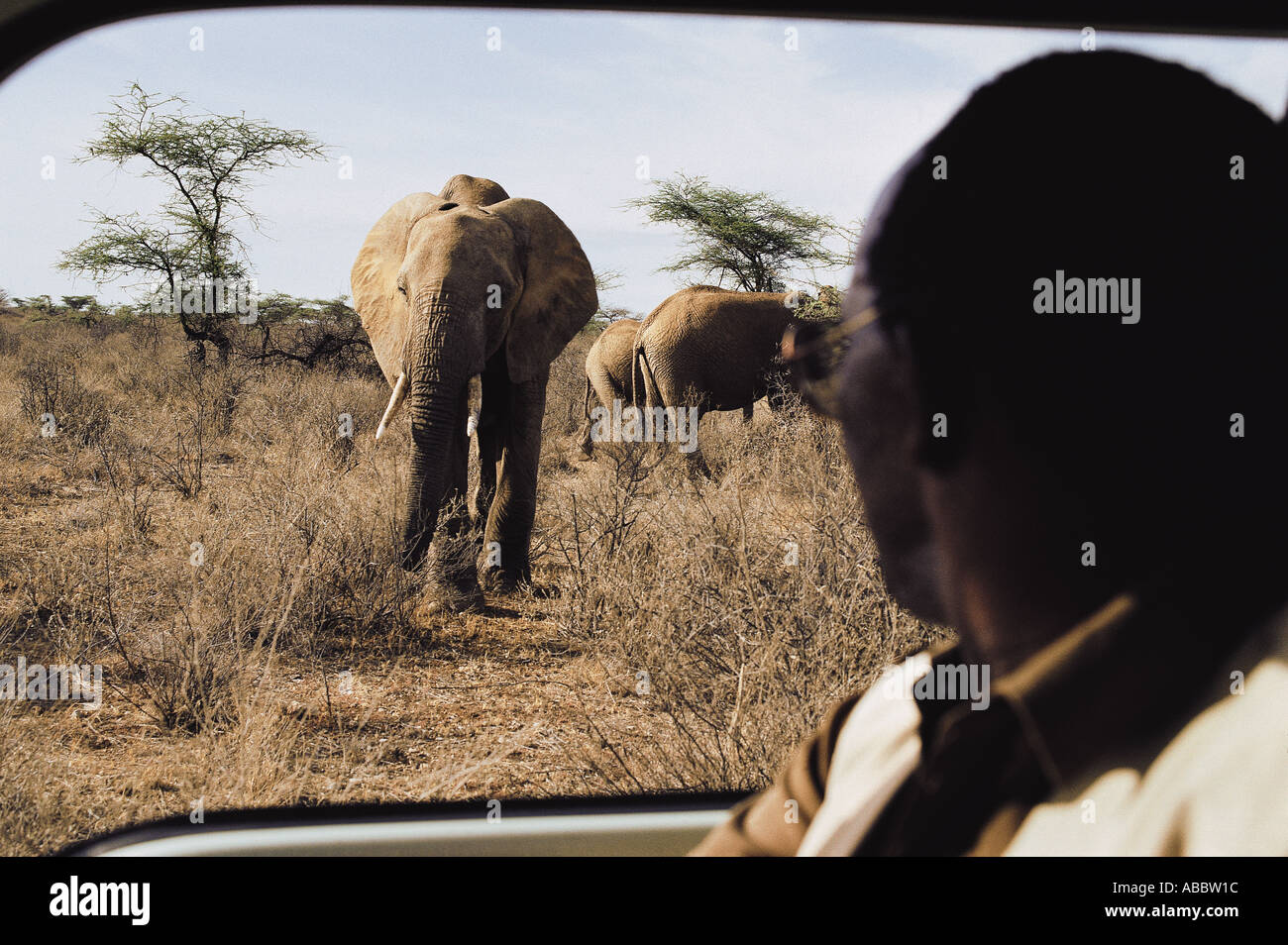 Gli elefanti visto attraverso il finestrino laterale di un minibus oltre la spalla di driver Samburu Riserva nazionale del Kenya Africa orientale Foto Stock