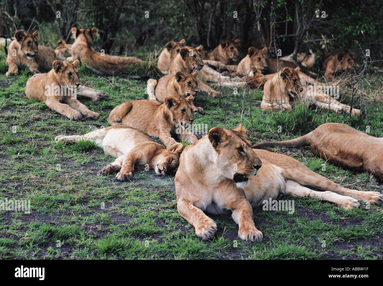 Grande gruppo di leonesse e lupetti Masai Mara riserva nazionale del Kenya Africa orientale Foto Stock