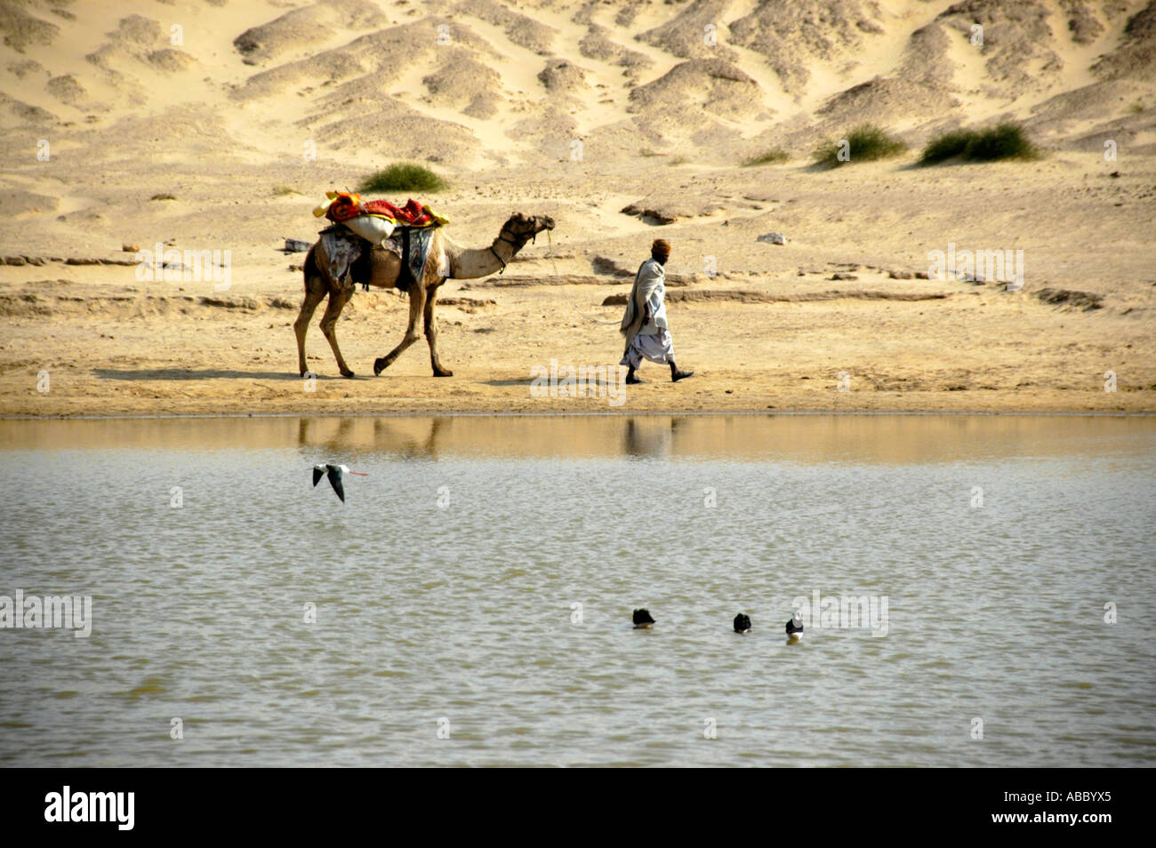 Camel uomo detiene un cammello con una corda in un stagno di acqua nel deserto di Thar vicino a Jaisalmer Rajasthan in India Foto Stock
