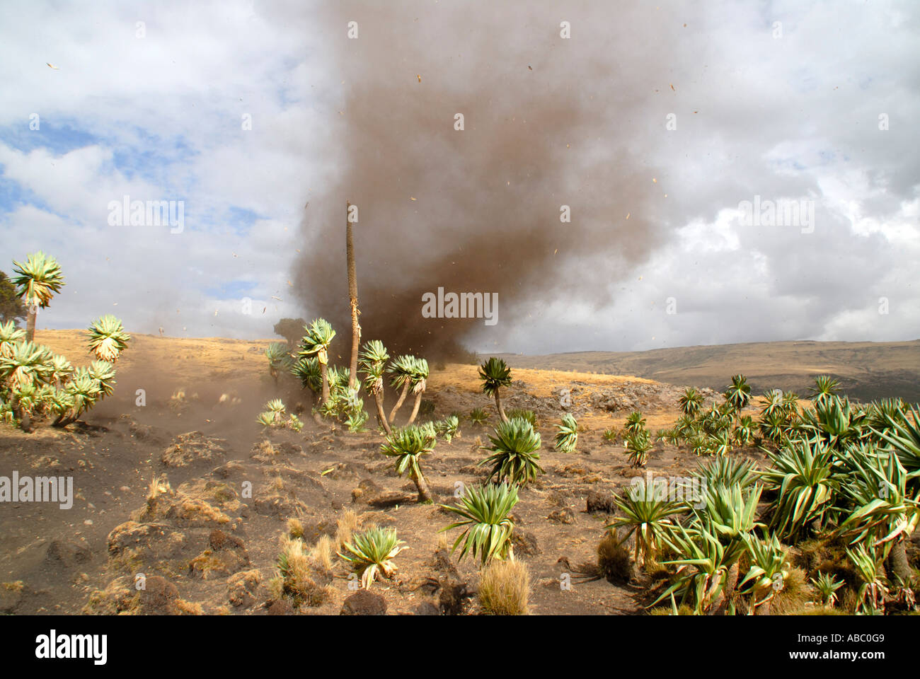 Vortice gira vorticosamente fino la polvere nel Giant Lobelias Lobelia rhynchopetalum in Semien Mountains National Park vicino a Geech Etiopia Foto Stock