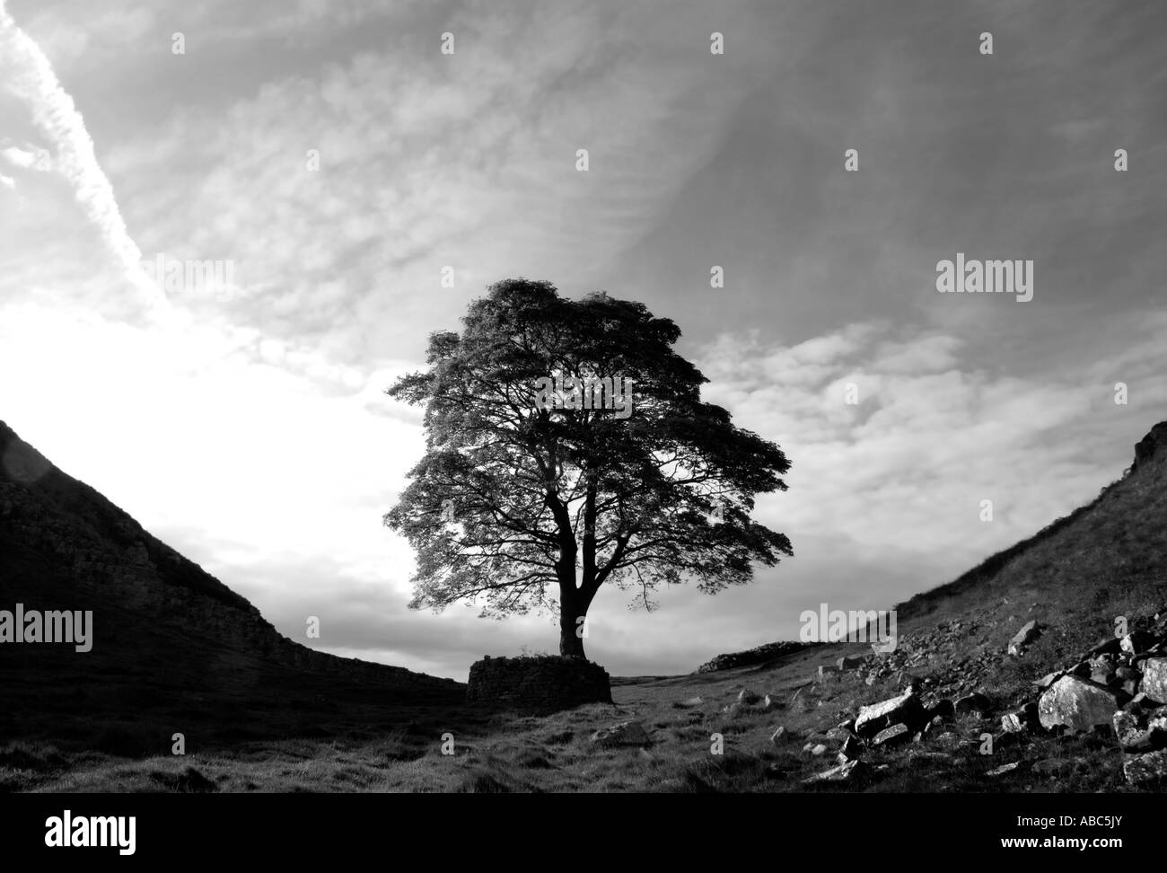 Sicomoro presso il Vallo di Adriano in bianco e nero Foto Stock