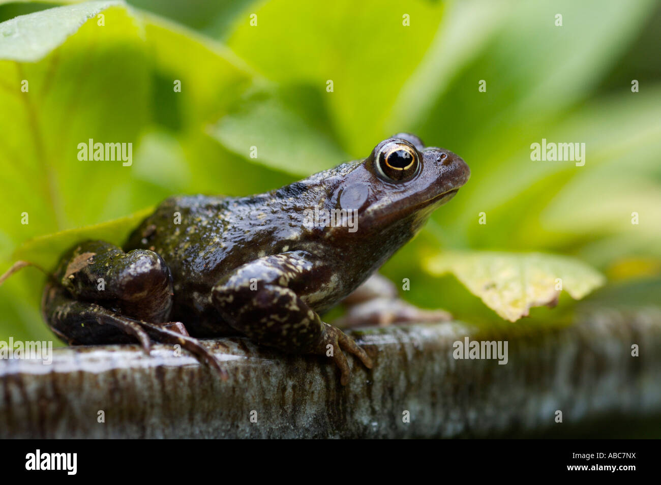 Rana comune, Regno Unito Foto Stock