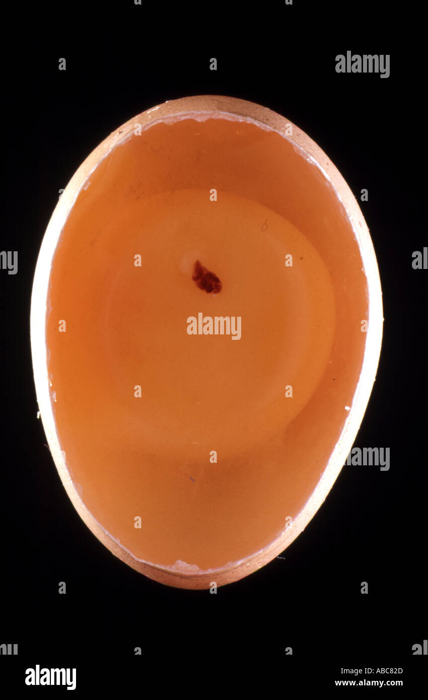 Pulcino di embrione di uovo di 1 giorno di età all'interno delle uova Foto Stock
