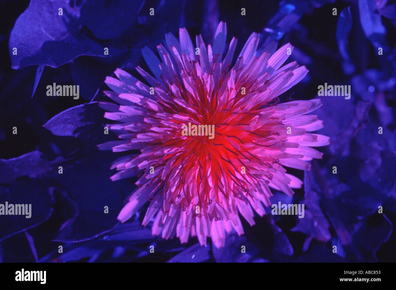 Fiore di tarassaco testa in luce ultra violetta Foto Stock