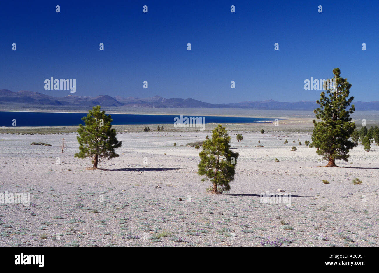 California Mono Lago di alberi che crescono dalla porzione a secco del lago bed Foto Stock