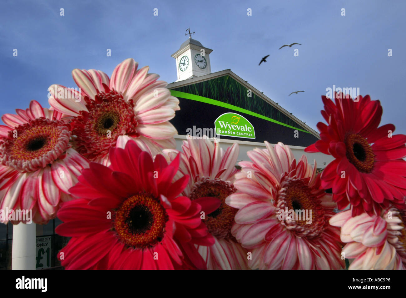 Un corvo e due gabbiani sorvolano Wyevale Garden Center a Brighton visto attraverso un mucchio di Gerbera Foto Stock Un corvo e due gabbiani sorvolano Wyevale Garden Center a Brighton visto attraverso un mucchio di Gerbera Foto Stock