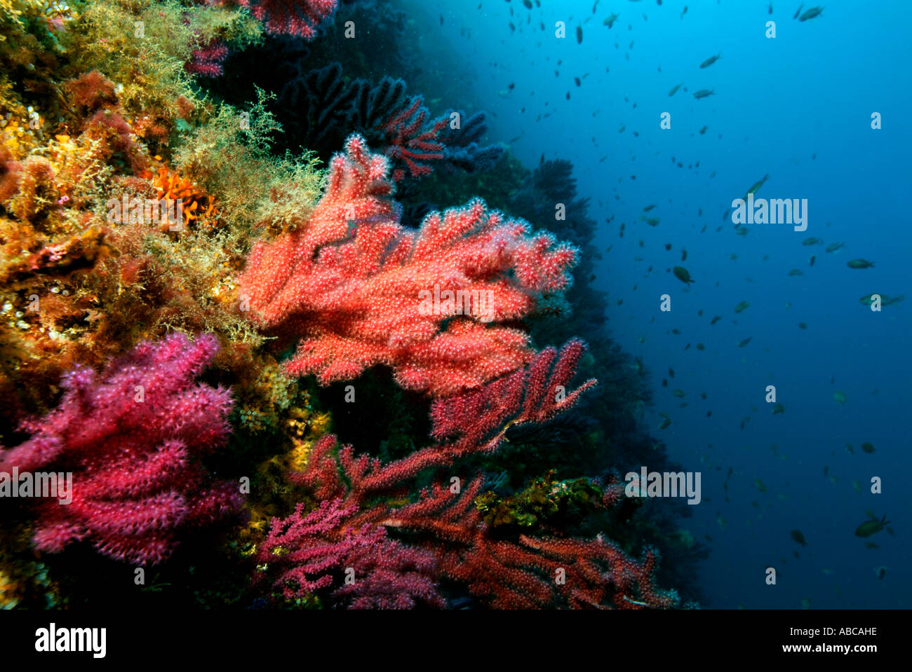 Gorgonie rosse (Alcyonium palmatum) su di una scogliera di corallo Foto Stock