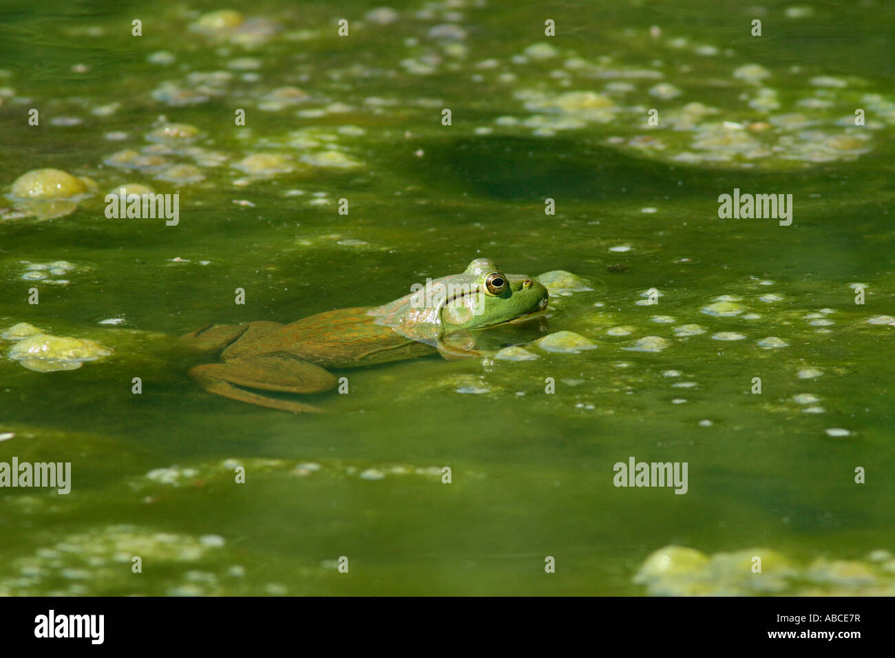 Bullfrog in stagno Foto Stock