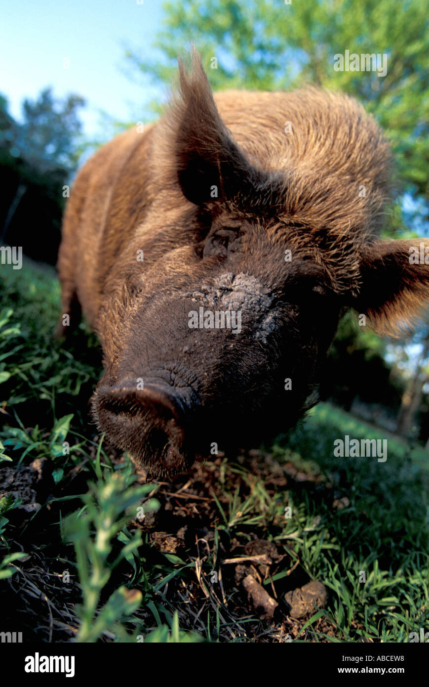 Florida hog wild animal razorback Piney Woods rooter closeup muso naso ritratto grande creatura intimidatorio Foto Stock