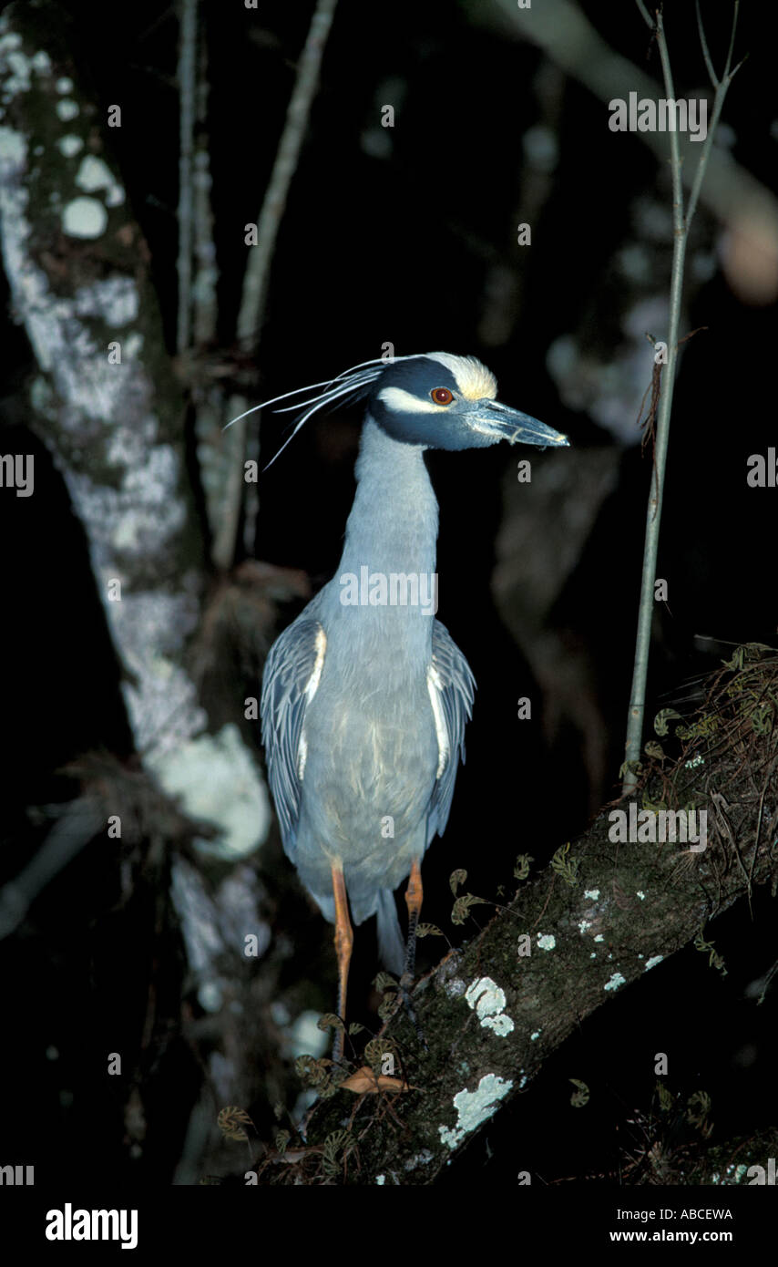 Florida black bird incoronato nitticora Florida fl uccelli incoronato nero nitticora Nycticorax nycticorax cypress swamp buio di notte Foto Stock