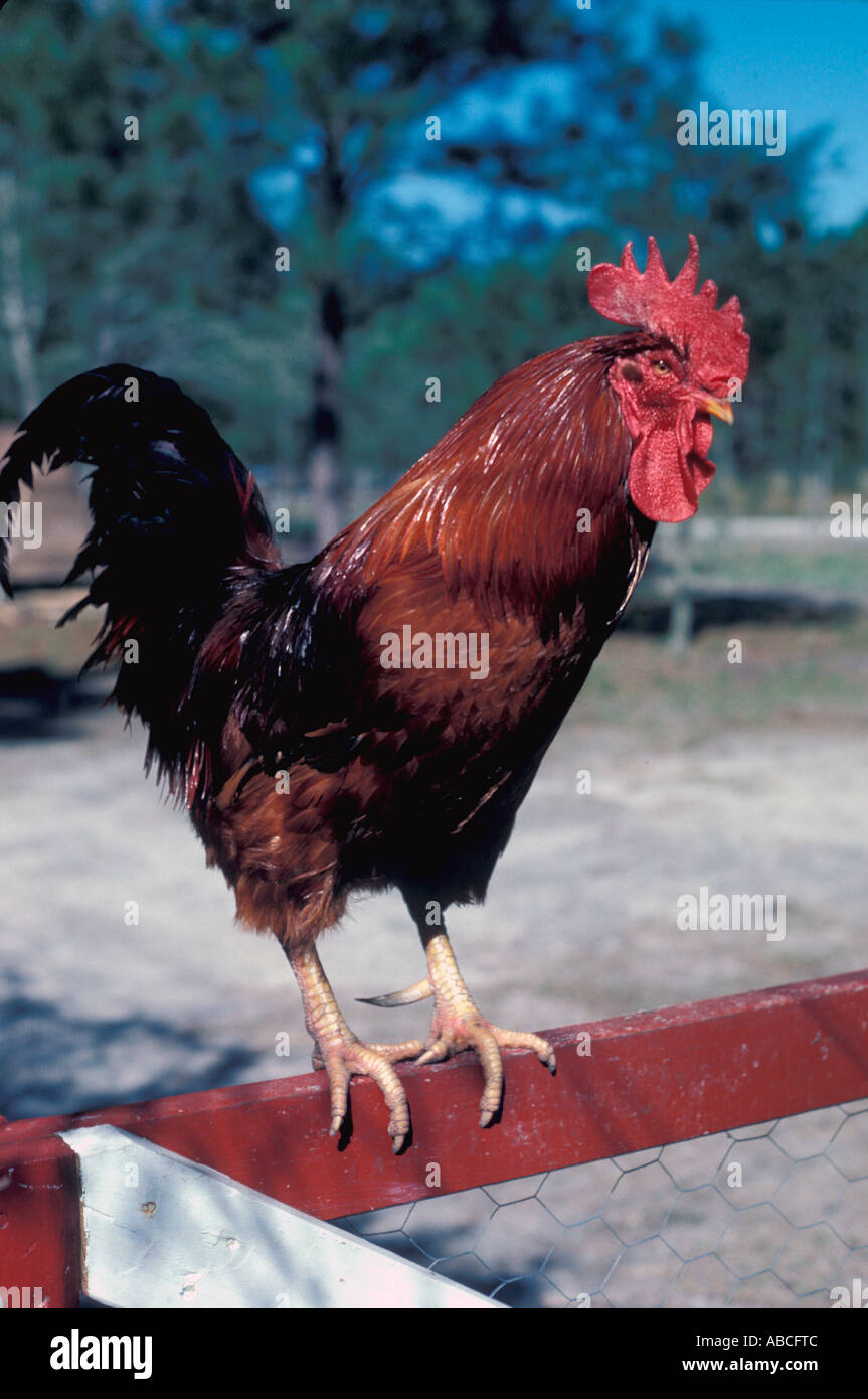 La Rooster Rhode Island red rooster pollo closeup ritratto in piedi sul recinto rosso in cortile Foto Stock