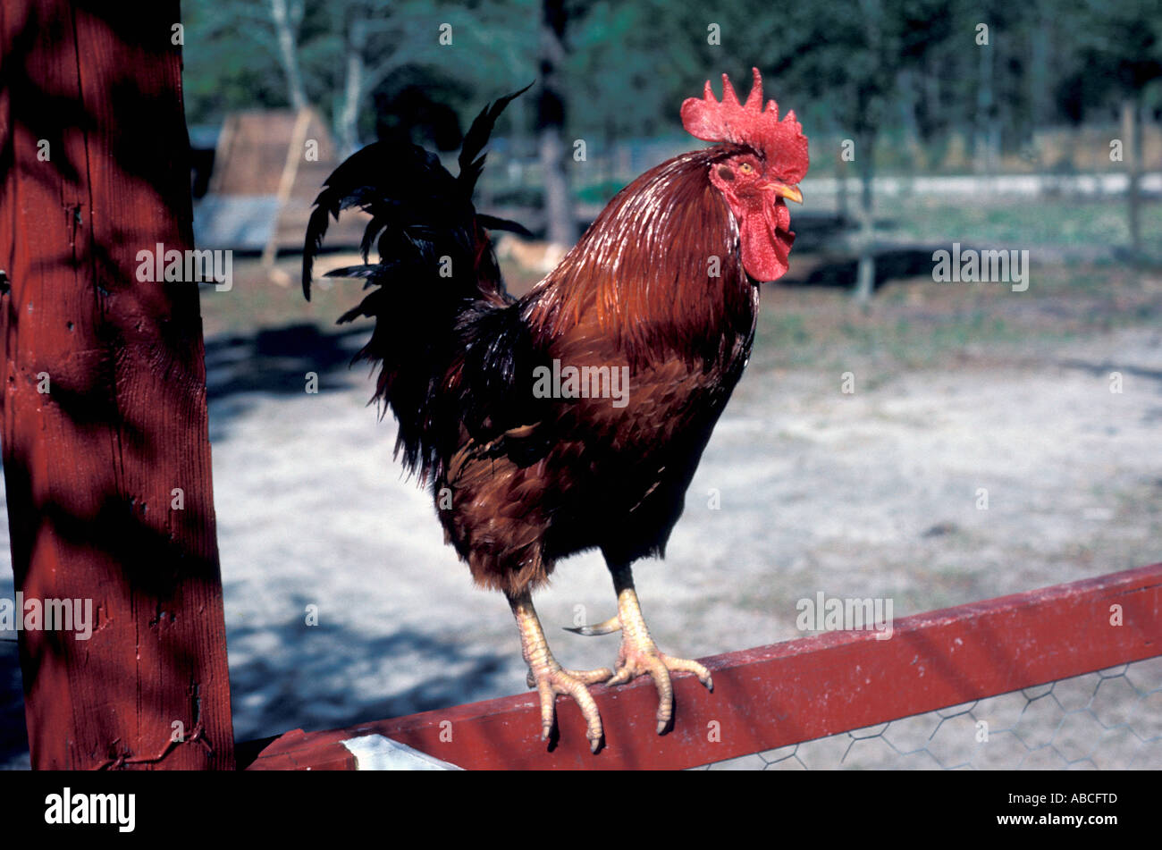 La Rooster Rhode Island red ritratto di pollo closeup sorge su red gate di aia Foto Stock