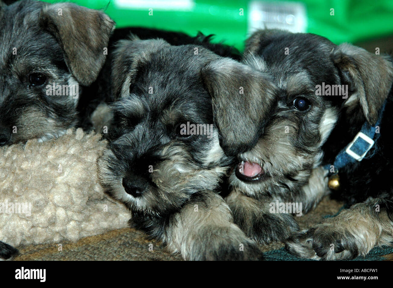 Schnauzer cani due cuccioli due cucciolo cani nero argento riproduzione orecchio azione nibble Foto Stock