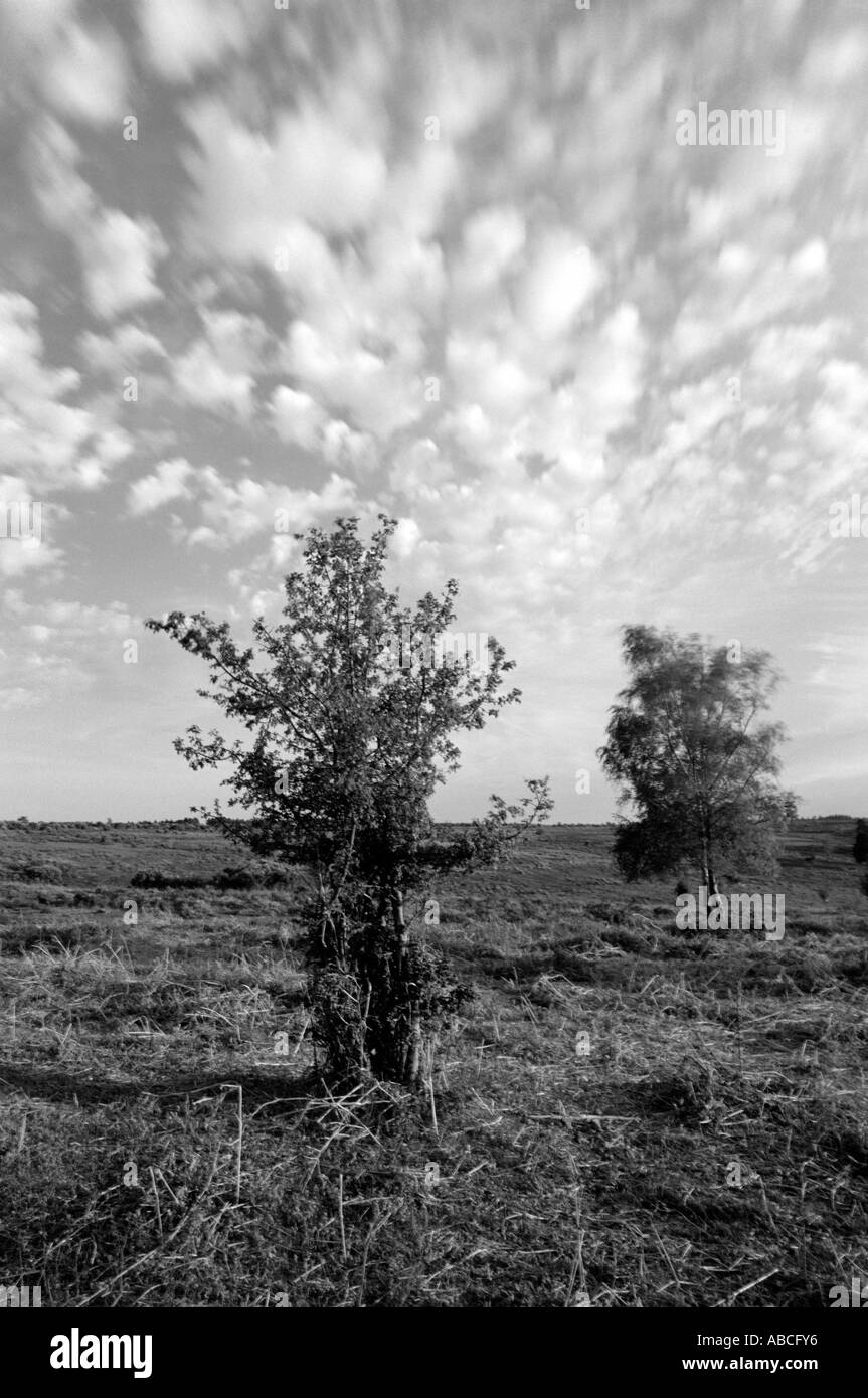Alberi a piscina Cadmans New Forest Hampshire REGNO UNITO Foto Stock