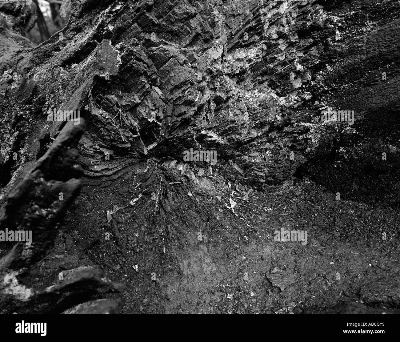 Configurazione astratta di un albero morto nel New Forest Hampshire REGNO UNITO Foto Stock