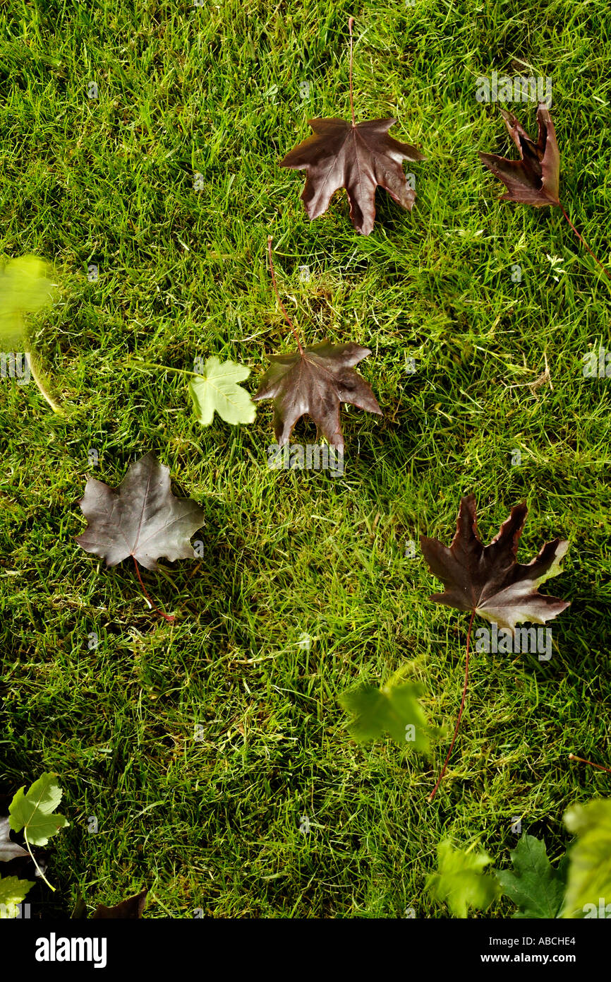 Foglie di autunno sull'erba Foto Stock