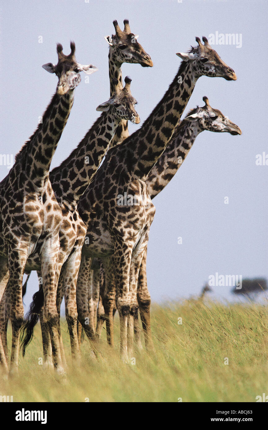 Un gruppo di cinque Masai Giraffe Masai Mara riserva nazionale del Kenya Foto Stock