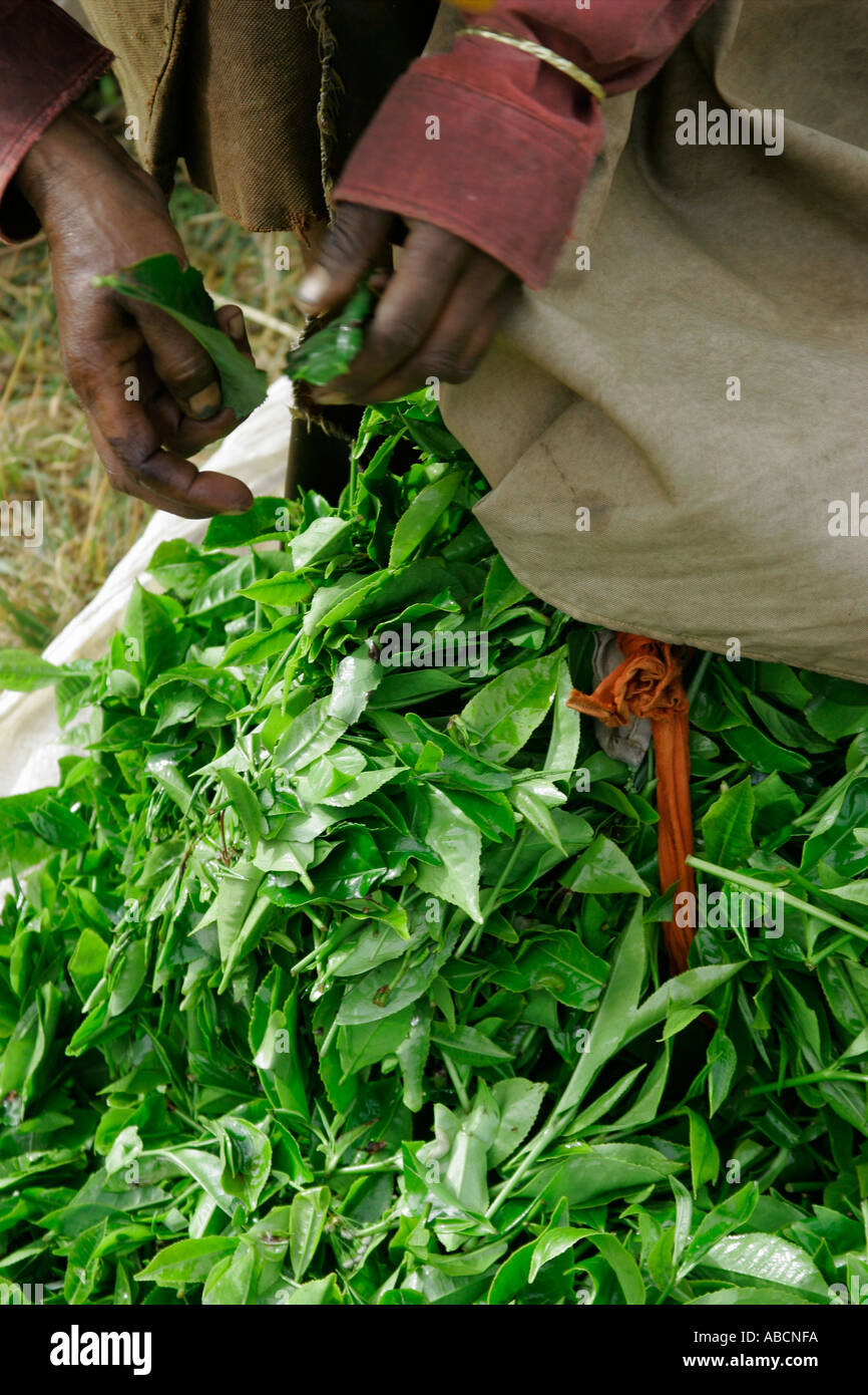 Picker s mani caricando le foglie di tè Munnar Kerala India Foto Stock